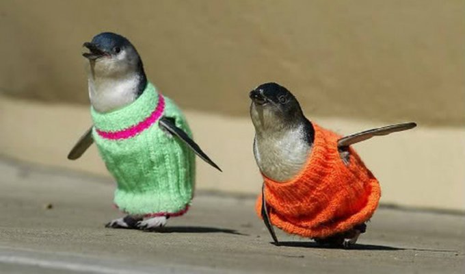 Пингвины в свитерах (11 фото)