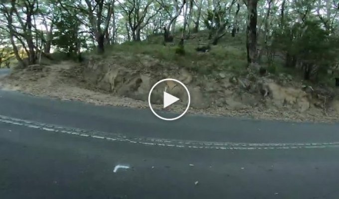 Мотоциклист помог коале забраться на возвышенность