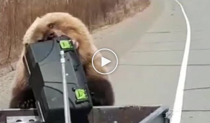 На Камчатке медведь-воришка утащил припасы у путешественников