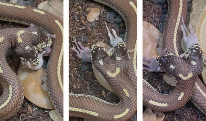 Двухголовая змея ест одновременно две разные добычи (4 фото)