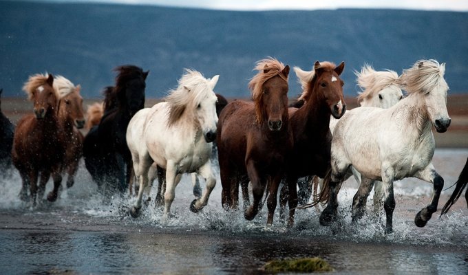 Лошади в северной Исландии (17 фото)