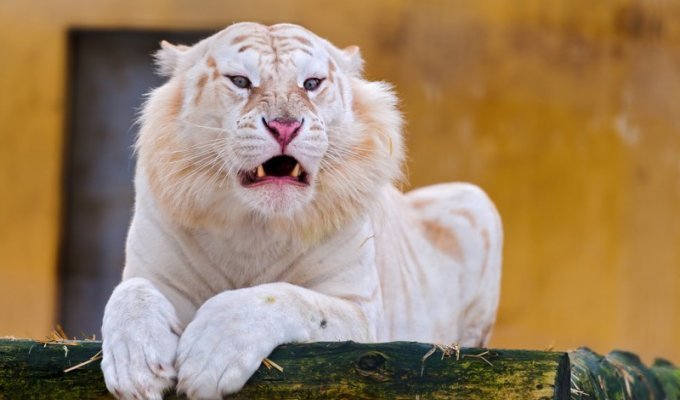 Белые тигры (24 фото)