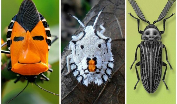 У насекомых все как у людей - они тоже делятся на букашек и жуков (41 фото)