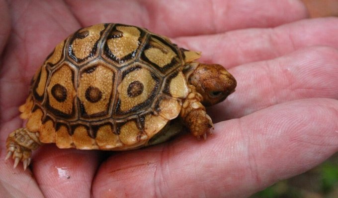 Самая маленькая черепаха в мире. Не способна размножаться, пока не выспится (5 фото)