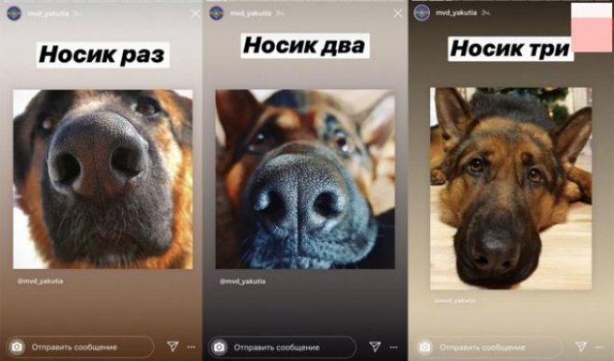 Собаки, котики и селфи: пресс служба МВД Якутии изменила подачу материала (9 фото)