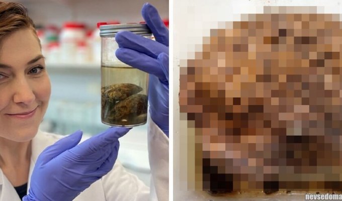 Учёные хотят выяснить, почему археологи иногда находят в древних черепах сохранившийся мозг (4 фото)