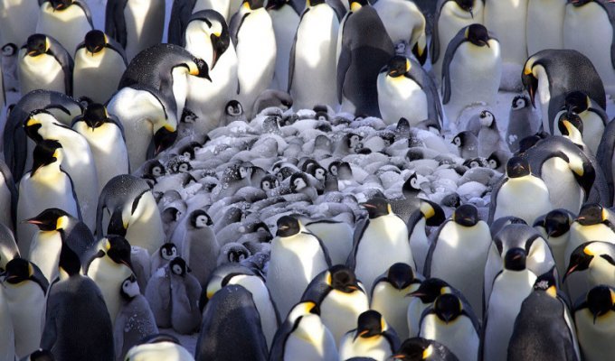Как греются пингвины (9 фото)