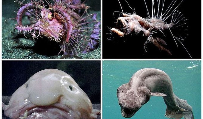 Редкие рыбы в морских глубинах (10 фото)