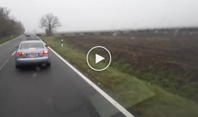 Несколько сотен оленей перебегают дорогу в Венгрии
