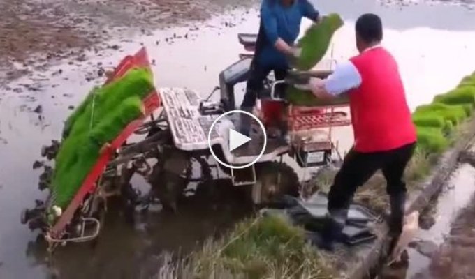 Как работают китайские аграрии