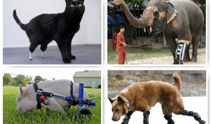 16 трогательных историй спасения животных (18 фото)
