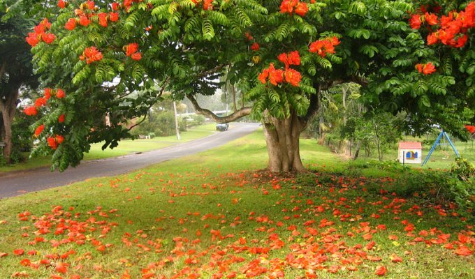 Экзотическая красота Африканское тюльпанное дерево (22 фото)