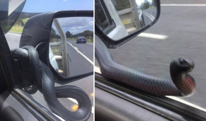 Необычный «пассажир» прокатился на боковом зеркале автомобиля в Австралии (5 фото)