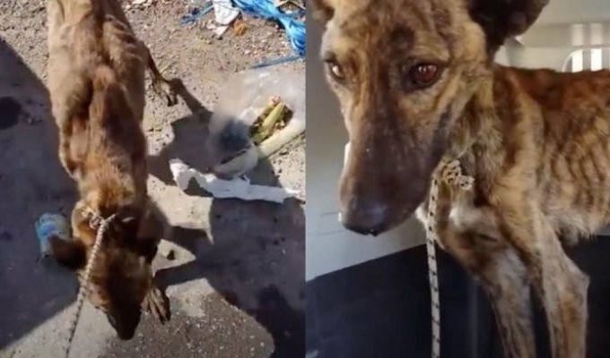 Собаку, которая чуть не умерла от голода, спас благородный любитель животных (3 фото + 1 видео)