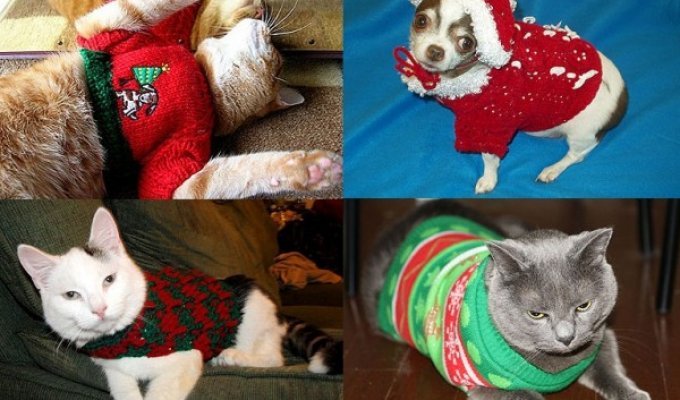 Домашние любимцы в забавных рождественских свитерах (12 фото)