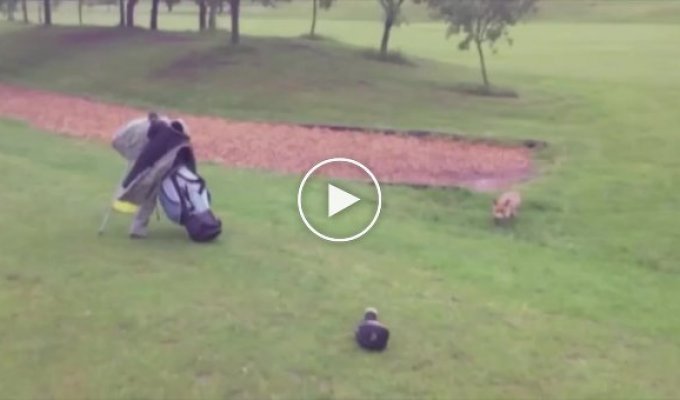 Лисица тоже любит играть в гольф