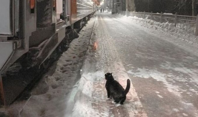 Каждый вечер ровно в 22:40 кот приходит на перрон и ждёт прибытия поезда… И так уже несколько лет! (2 фото)