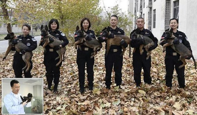 Китайская полиция клонирует для службы супер-собак (11 фото)