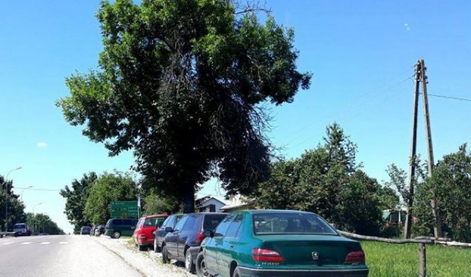 Польское село превратилось в свалку брошенных автомобилей (15 фото)