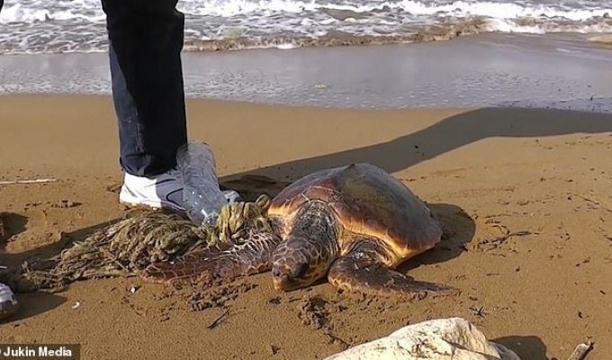 На Мальте турист спас черепаху, застрявшую в пластиковом мусоре (6 фото)