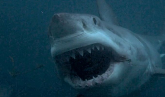 10 легендарных акул-людоедов (11 фото)