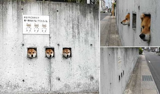 Японские собаки-сторожа стали главной местной достопримечательнстью (4 фото + 1 видео)
