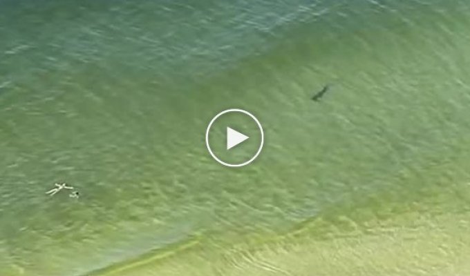 В США сняли на видео акулу-молот, кружащую возле девушек