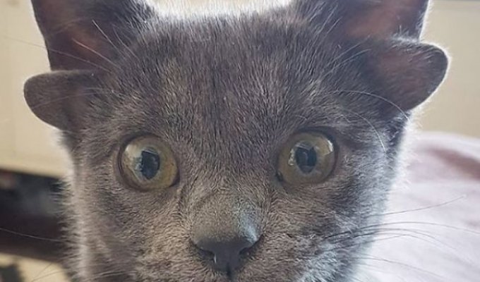 В Турции нашли котенка с четырьмя ушами (5 фото + 4 видео)