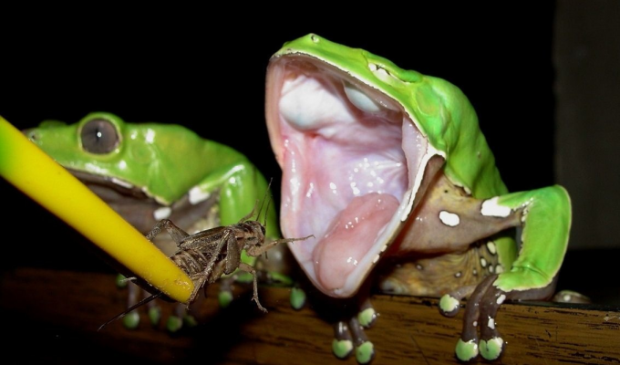 Как лягушка больно кусается, если у неё нет зубов? Или всё-таки есть? (6 фото)