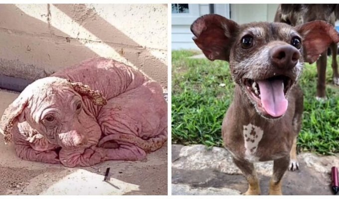 Чудесная история спасения бездомного пса по кличке Добби (6 фото)