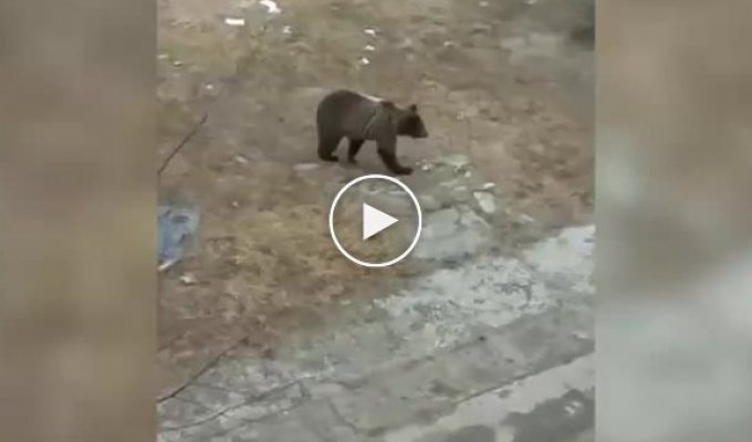 В Печоре полицейские прогнали медведя
