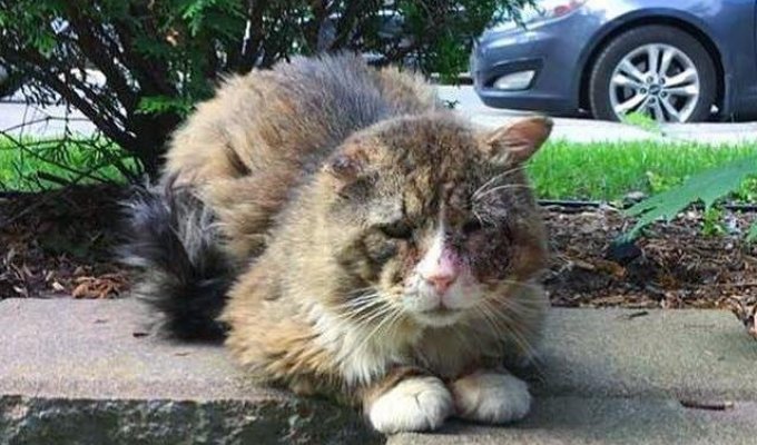 Девушка нашла измученного бродячего кота (12 фото)