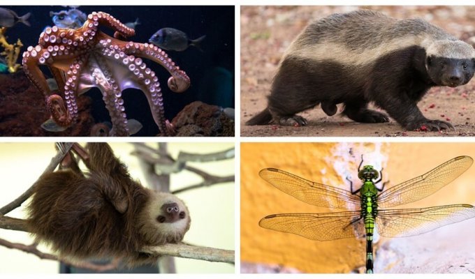 25 странных и удивительных фактов о животных (26 фото)