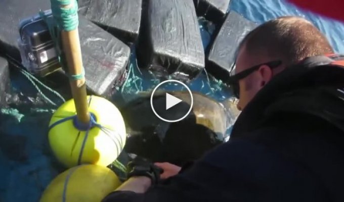 Спасение запутавшейся в 700-килограммовом грузе кокаина черепахи