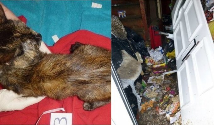 Британской кошатнице запретили пожизненно держать животных, после того как вскрыли ее квартиру (7 фото)