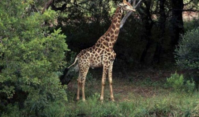 Цена крупного плана: в ЮАР жираф убил кинорежиссера (4 фото)