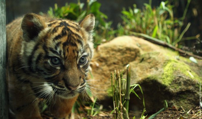 Тигрица с малышами в зоопарке (17 фото)