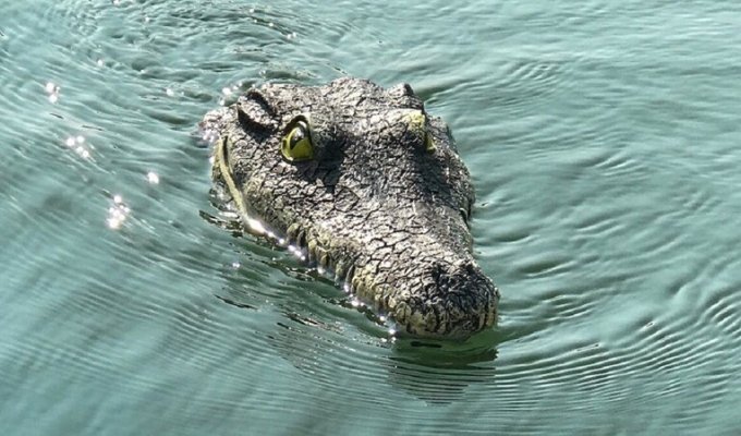 Крокодилья шутка, от которой можно остаться заикой (3 фото + 4 видео)