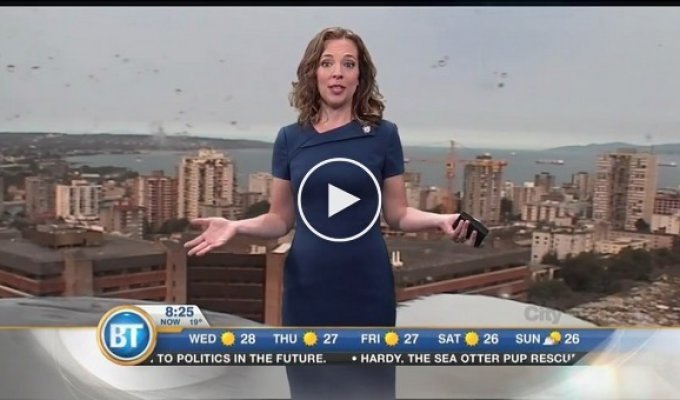 В Канаде чайка прервала прогноз погоды