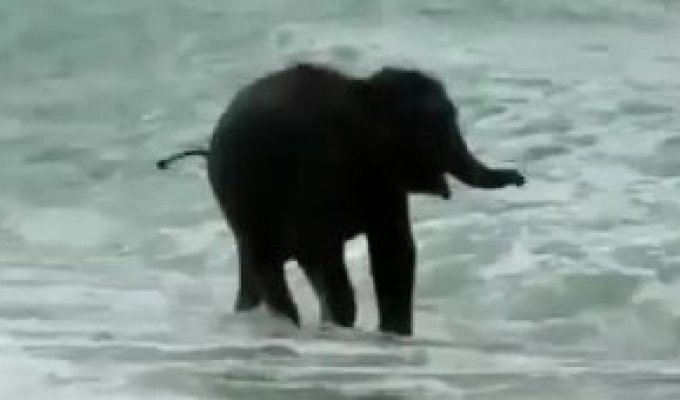 Слон купается в море