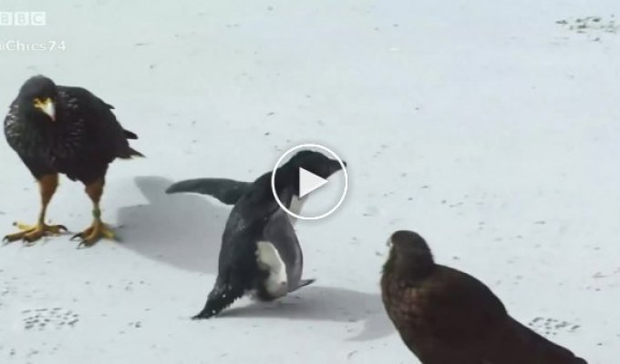 На помощь маленькому пингвину приходят храбрые утки