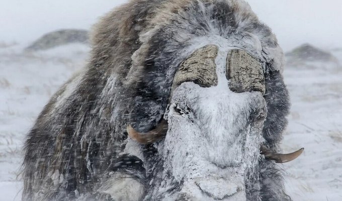 Овца или бык? Дошёл пешком из Гималаев в Гренландию, чтобы выжить (6 фото)