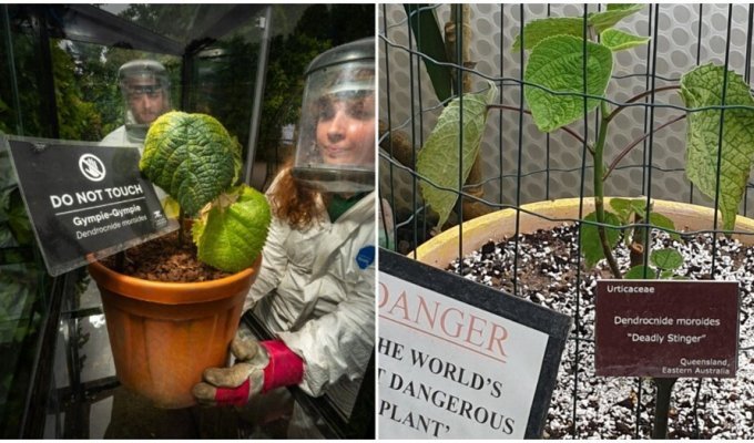 Житель Великобритании решил вырастить самое опасное в мире растение у себя дома, но власти с ним не согласились (4 фото)
