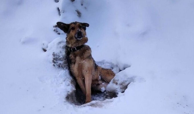 Под Калугой добрые люди избавили собаку от смерти неминучей, освободив от оков ледяной неволи (6 фото + 4 видео)