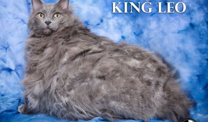 Мейн-кун Король Лео сел на диету (4 фото)