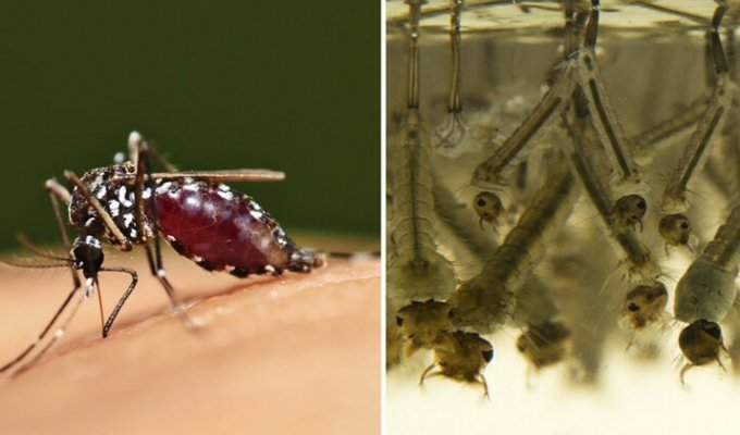 Пять этапов жизни комара: от яйца до зимовки в щелях (6 фото)
