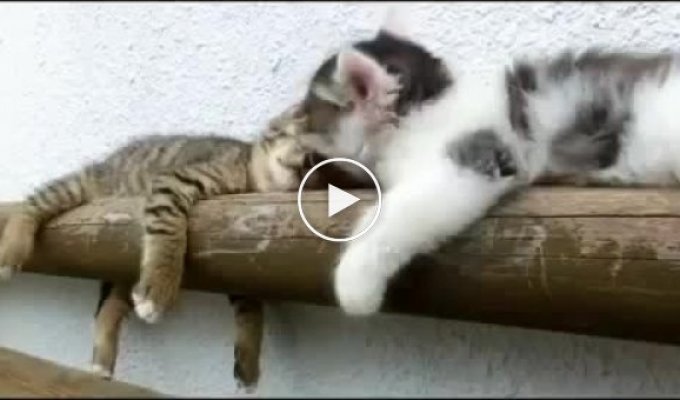 Котенок пытается разбудить своего брата