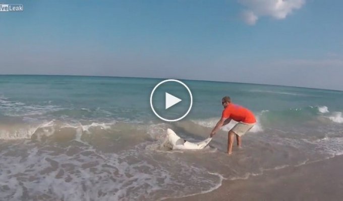 Спасение акулы во Флориде