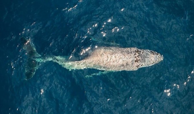 Вблизи Мексики засняли кита со сломанным позвоночником (3 фото)