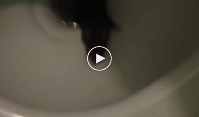 Хозяйка и кошка умилились вылезшей из унитаза крысой видео